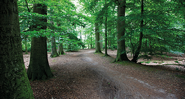 Bos in de omgeving Beuningen (OV)